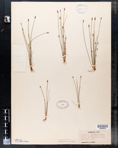 Eleocharis engelmannii