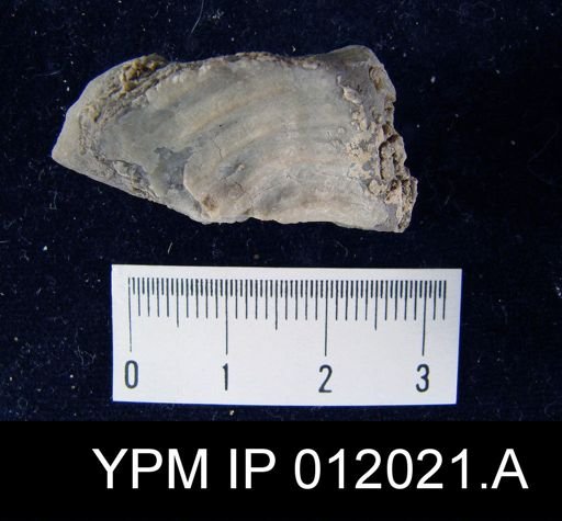 Lyttonia nobilis americanus