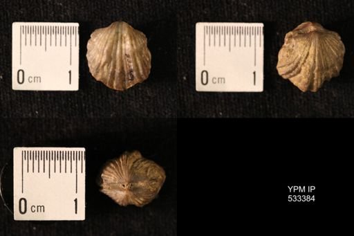 Platystrophia sp.