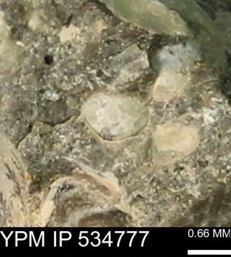 Protocardia subquadrata