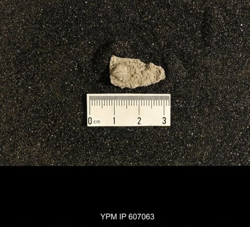 Spiriferina verneuili