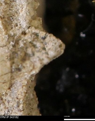 undet. Scaphitidae