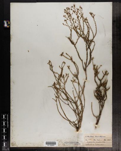 Plantae