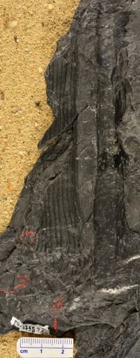 Calamites sp.