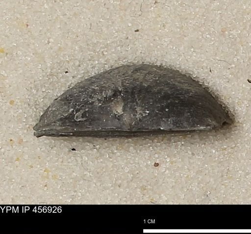 Stropheodonta sp.