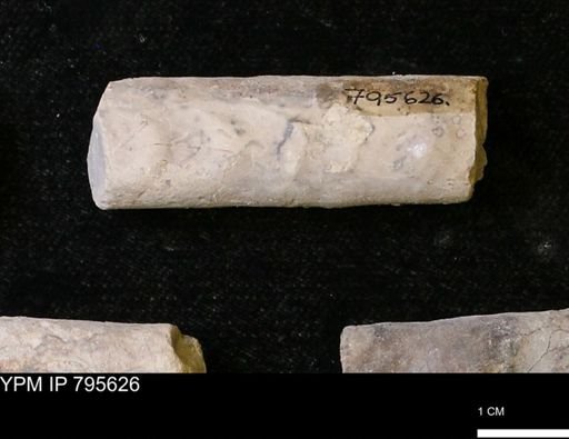 Baculites sp.