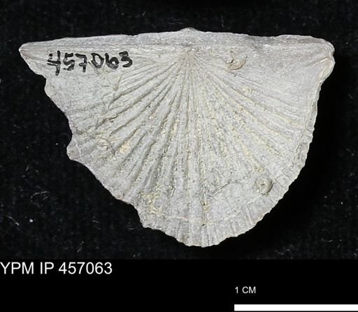 Stropheodonta sp.