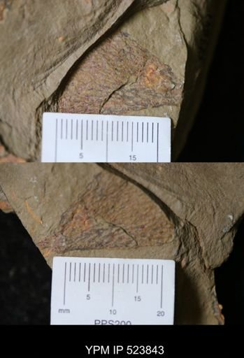Dictyonema sp.