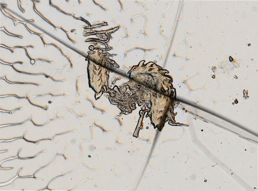 Cratena pilata