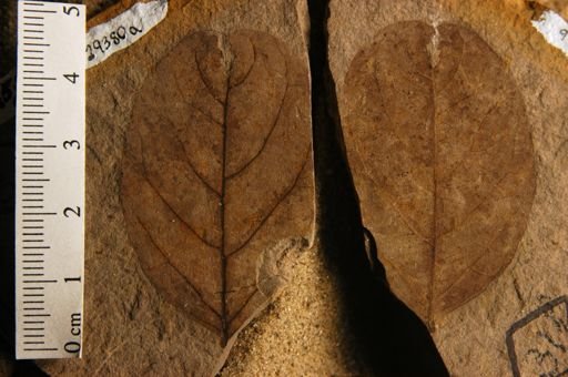 Canavalia eocenica