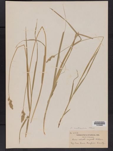 Carex adusta