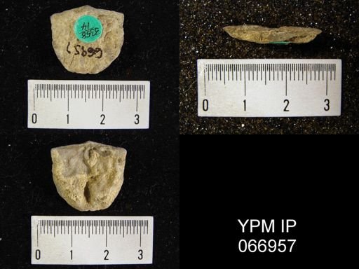 Strophonella reversa