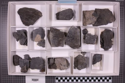 mixed taxa, stratigraphic collection