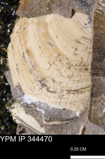 Limopsis striatopunctatus