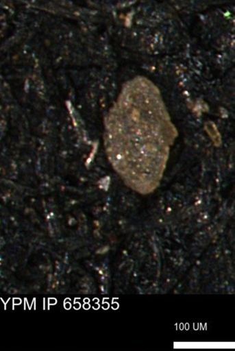 Spirolocammina subcircularis
