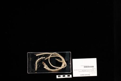 Masticophis flagellum