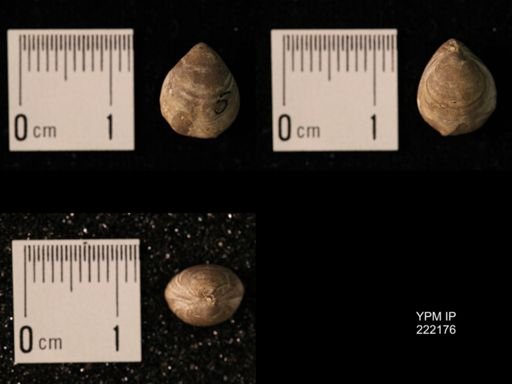 Composita lewisensis