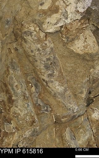Baculites sp.
