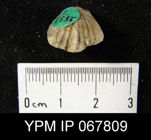Uncinulus nucleolatus