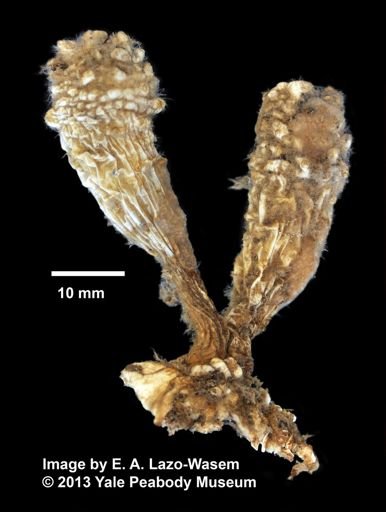 Styela clava
