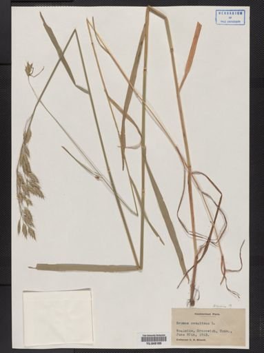 Bromus secalinus