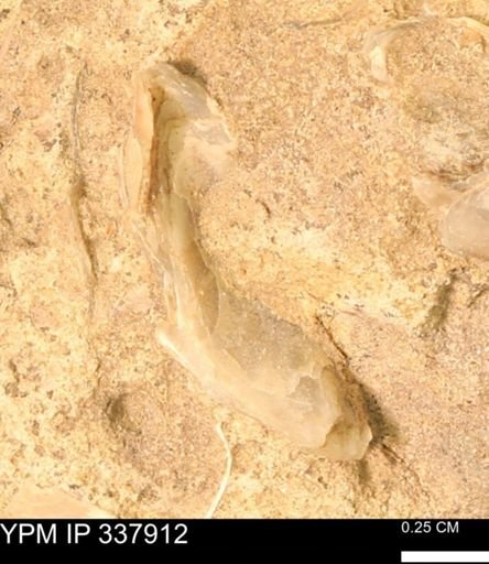 undet. Bivalvia