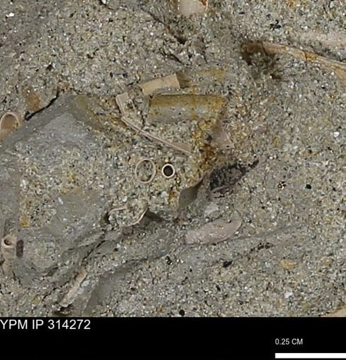 undet. Scaphopoda
