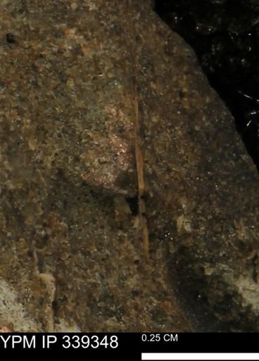 undet. Mollusca