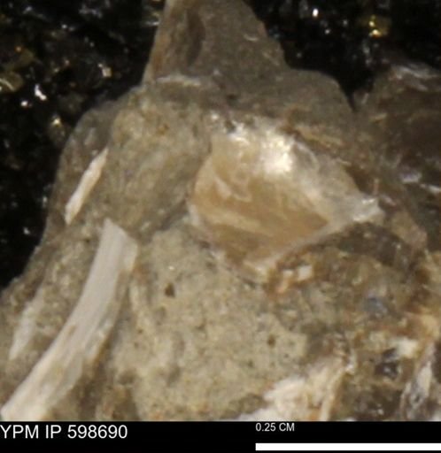 Mollusca