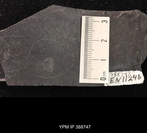 undet. Belostomatidae