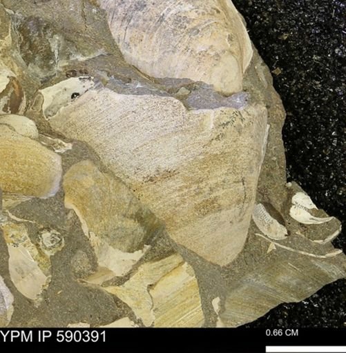 Protocardia?