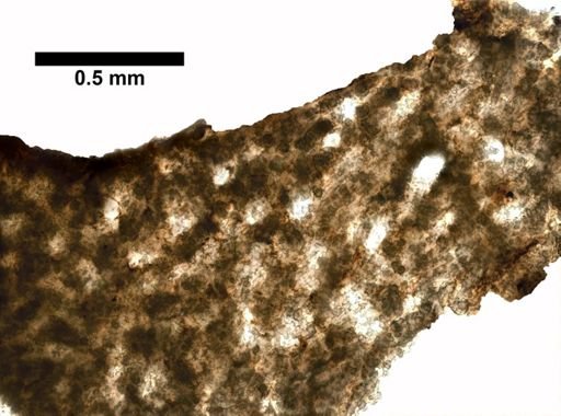 Plexaurella braziliana