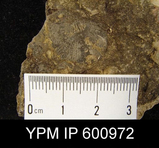 Stropheodonta sp.