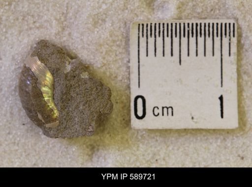 Hoploscaphites nicolletii