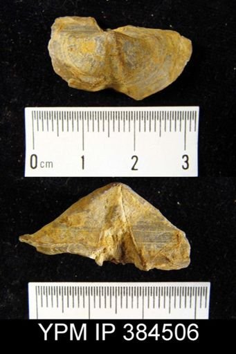 Syringothyris hannibalensis