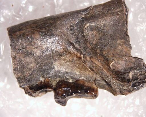 Pelycodus sp.