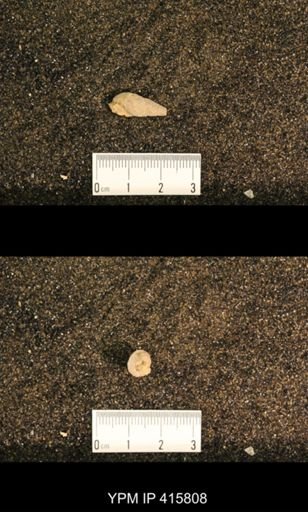 Meekospira choctawensis