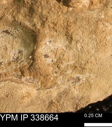 undet. Mollusca