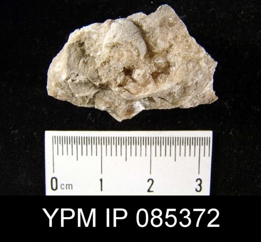 Cancrinella boonensis