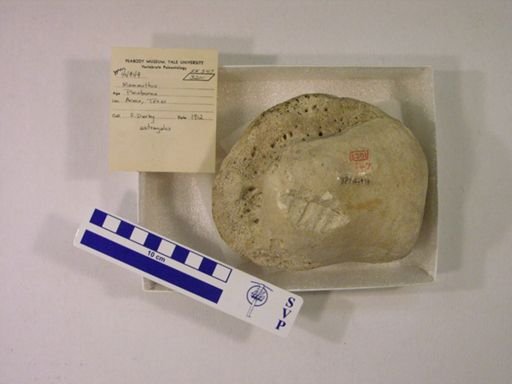 Mammuthus columbi?