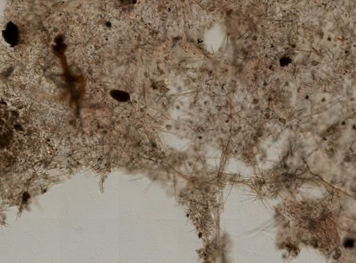Clathria (Microciona) sp.