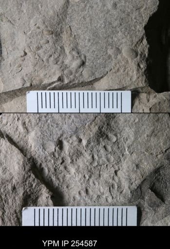 Ostracoda