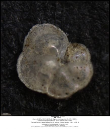 Globorotalia menardii