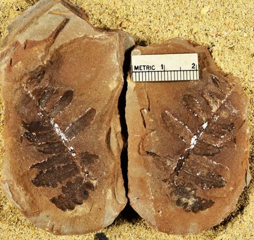 Pecopteris sp.