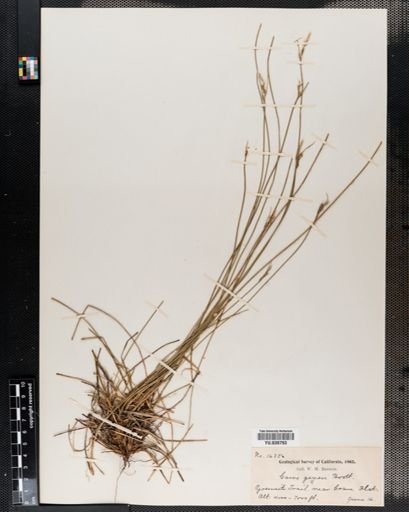 Carex geyeri