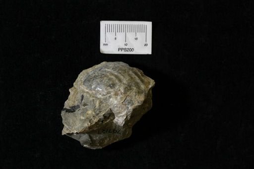 Bivalvia