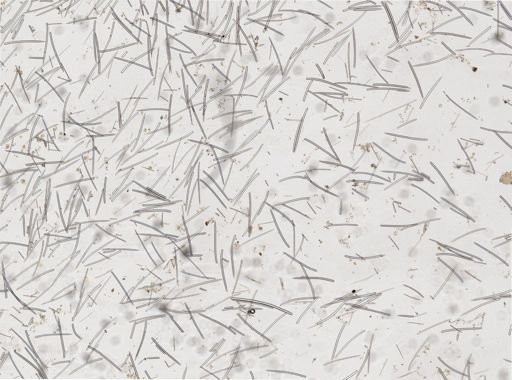 Ectyoplasia ferox