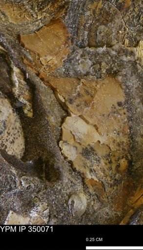 undet. Bivalvia