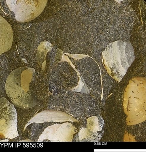 Protocardia sp.