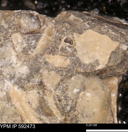 undet. Gastropoda